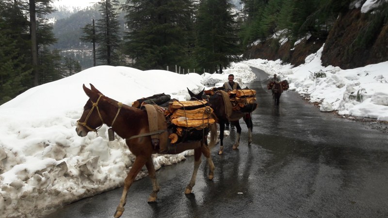 Kashmir in Photo: March 12, 2019