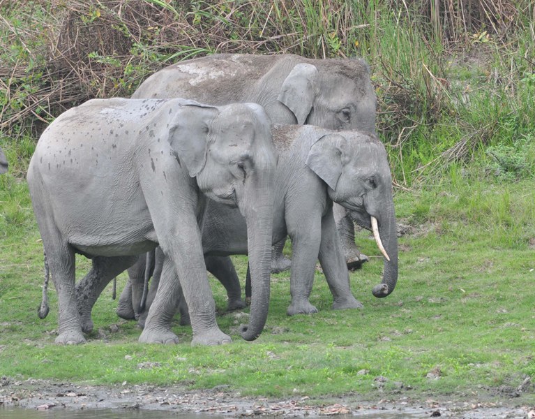 Indian Rihnos,,Wild Elephant in Kaziranga National Park