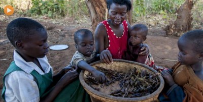 Plants, the â€˜core basis for life on Earthâ€™, under increasing threat, warns UN food agency