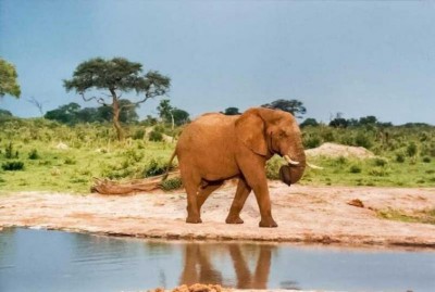 Karnataka: Man trampled to death by a wild elephant