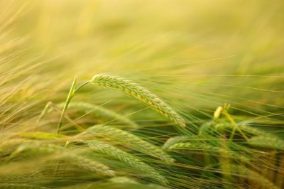 Maharashtra govt mulls to roll out group farming scheme soon