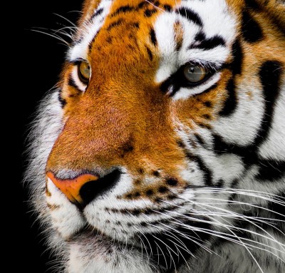 Five forest guards hurt in tiger attack