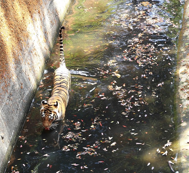 Tiger takes bath in Kerala