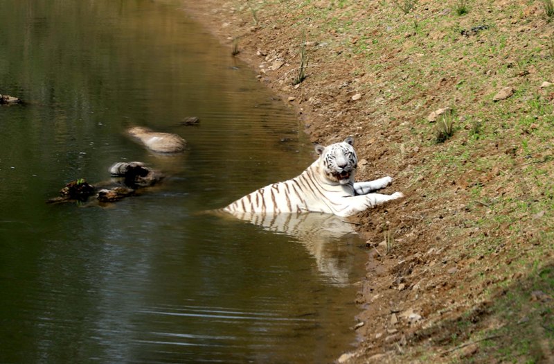 India's maiden white tiger Safari at Mukundpur