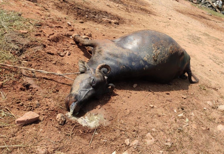 Gas leaks at chemical plant in Visakhapatnam, several die