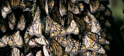 Protecting migratory species in a rapidly changing world