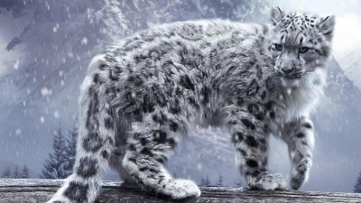 Man arrested for poaching endangered snow leopards in Mongolia