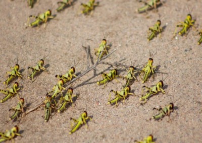 Rajasthan; Locust attack in Alwar