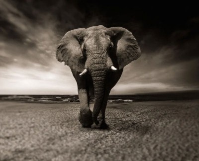 Three poachers held with elephant tusks in Assam’s Baksa district