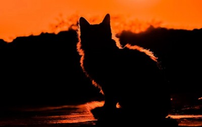 UK reports 1st confirmed case of COVID-19 in animal