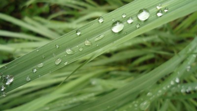 Kashmir: Village farmers in Sirha cultivating lemongrass to utilize barren land 
