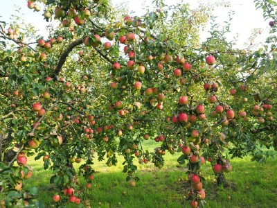 J&K Lt Governor writes to Centre seeking intervention in apple sale amid lockdown