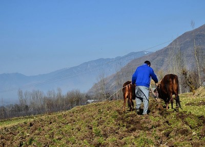 Efforts on to link farmers produce to national market, says Kashmir's Agriculture Department Director