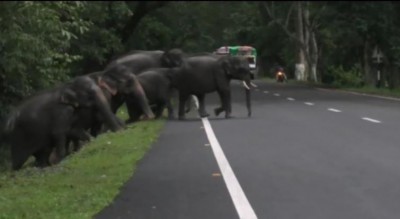Flood waters submerge 65 percent areas in Kaziranga National Park, five animals die