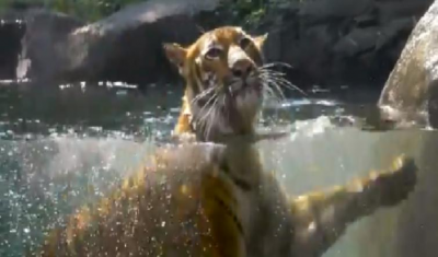 US zoo: Tiger tests positive for COVID-19