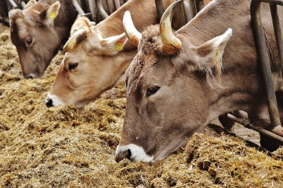 Ahead of Eid-ul-Adha, cattle smuggling on rise along Indo-Bangladesh border