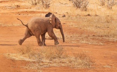 Baby elephant rescued by villagers near Guwahati