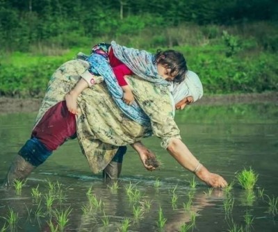 Despite lack of non-local workers owing to Covid, Kashmiri farmers themselves engage in paddy cultivation 