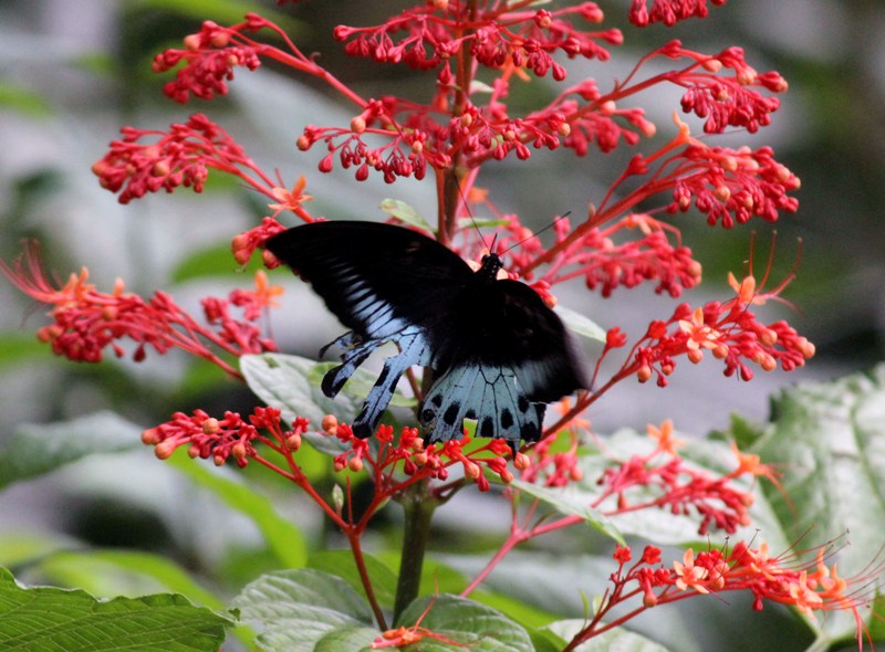 Image of flower at Belagavi outskirts