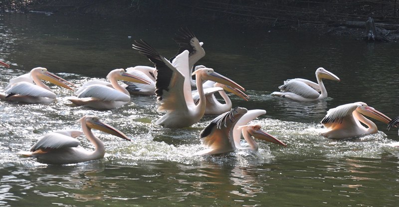 Assam state zoo in Guwahati