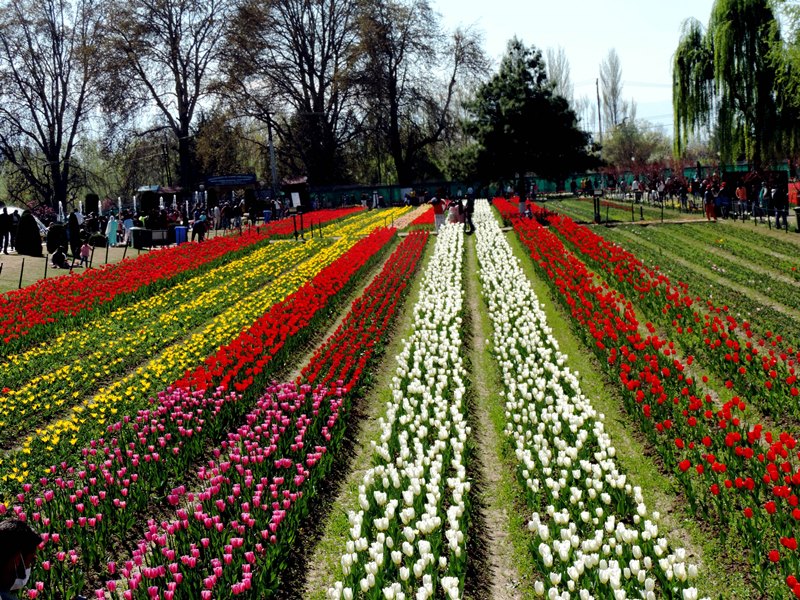 JK Governor inaugurates tulip festival in Srinagar
