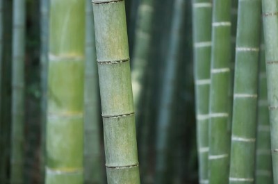 J&K Admn, NECBDC sign MoU on Bamboo Entrepreneurship