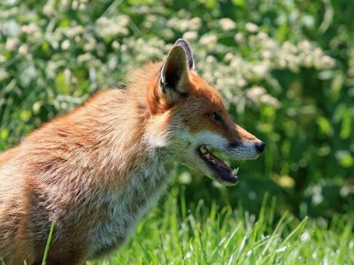 Foxes attack village in Bengal's Malda dist, 38 injured