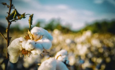 Pakistan to import of cotton, yarn, sugar from India
