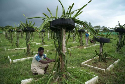 Farmers working at dragon fruit garden in Agaratala