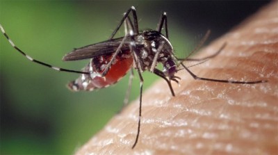 Zika Case: Centre rushes multi-disciplinary team to Kanpur