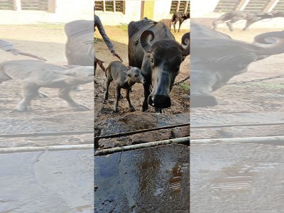India’s first Banni Buffalo IVF calf born
