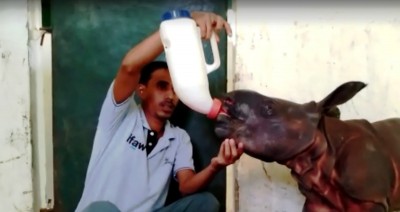 10-day-old male rhino rescued from Assam's Kaziranga