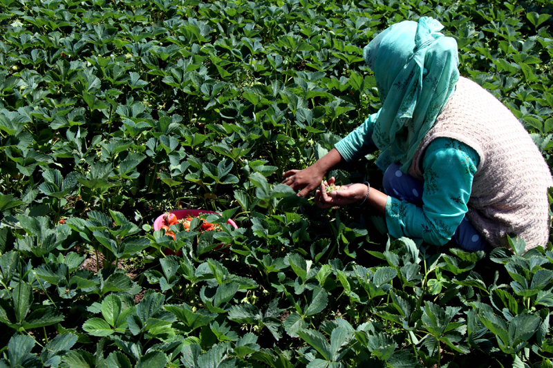 Glimpes of Kashmir’s first crop 'strawberry' production