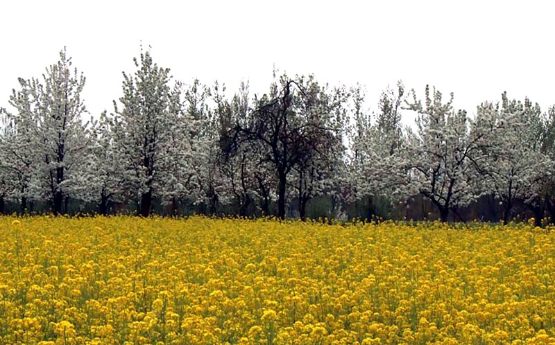 SPRING IN KASHMIR