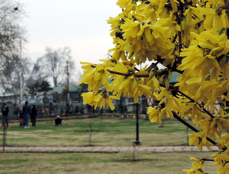 Pratap Park in Srinagar