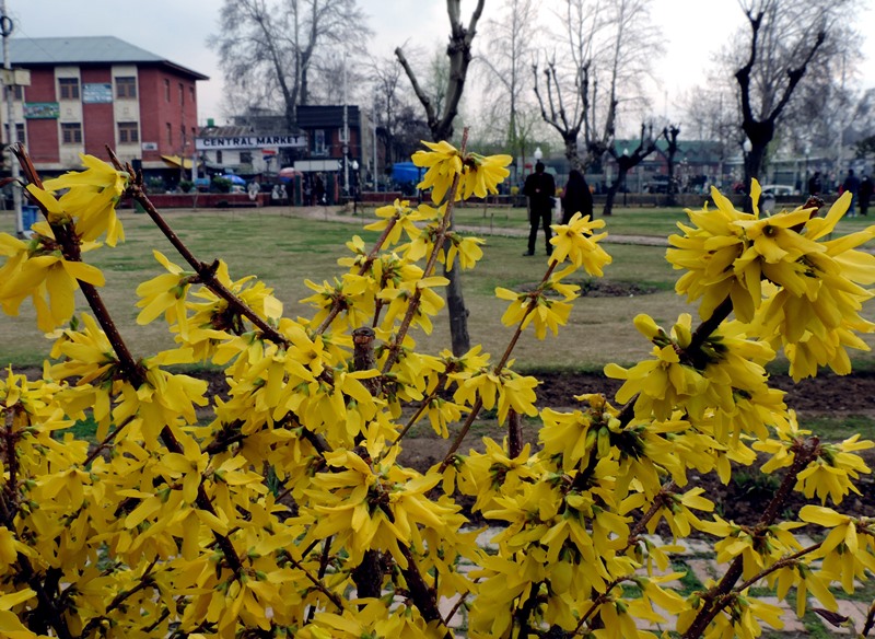 Pratap Park in Srinagar