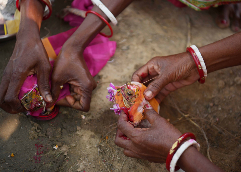 Workers of Durgabari Tea Garden in Agartala hold a pair of frogs in prayers for rain