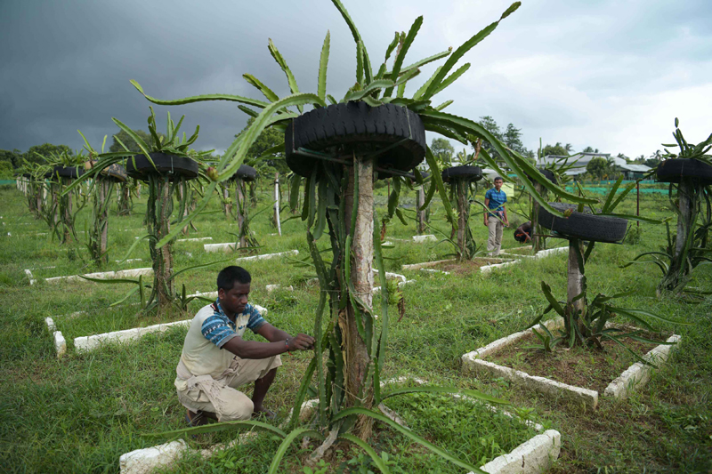 Farmers working at dragon fruit garden in Agaratala