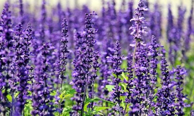 Jammu and Kashmir farmers taste success with Purple Revolution