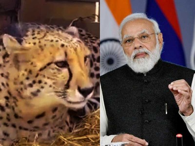 PM Modi releases Namibian cheetahs in Kuno