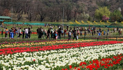 36,473 visitors throng Tulip Garden