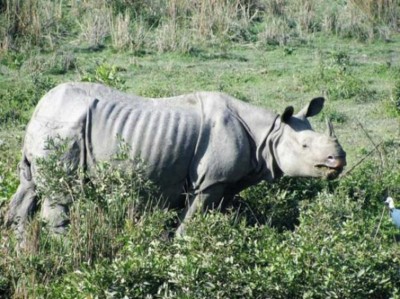 Rhino poacher injured in police firing while he tried to escape police custody in Assam’s Biswanath