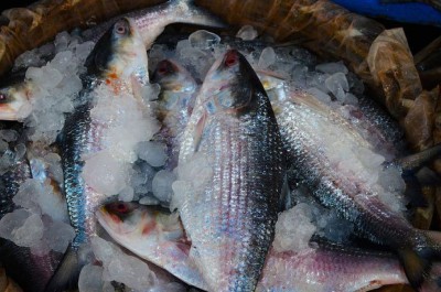 India to get 5,000 tons of Hilsa from Bangladesh on Durga Puja