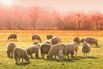 Jammu and Kashmir:Admin introduces scheme to promote sheep farming