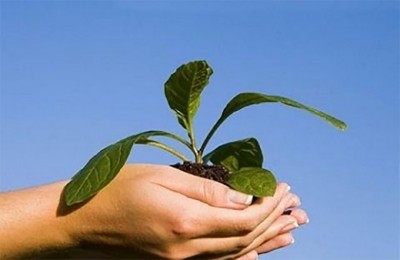 Sale of hi-tech vegetable seedlings kick-started at Shopian