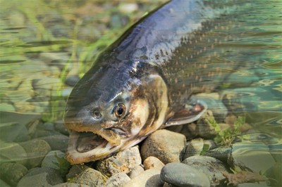 Kashmiri journalist joins fish farming with uncle, generates employment in Bandipora