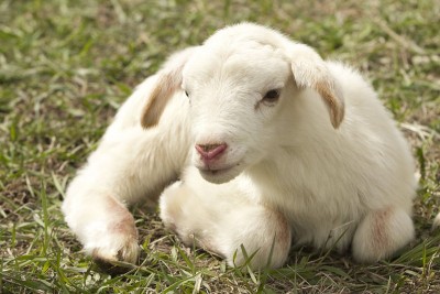 Jammu and Kashmir: Educated Bandipora shepherd is now scientific methods to make sheep farming profitable