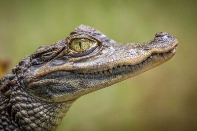 Baby crocodile found in Bombay Municipal Corporation-run swimming pool in Dadar