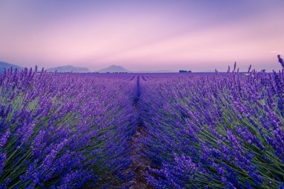 Lavender cultivation revolutionizes agricultural practices in Pulwama, empowering local community