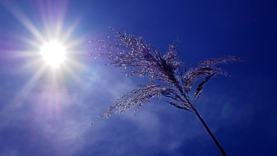 Heatwave conditions to prevail in US, Europe and Japan; mercury to go above 40 degrees Celsius